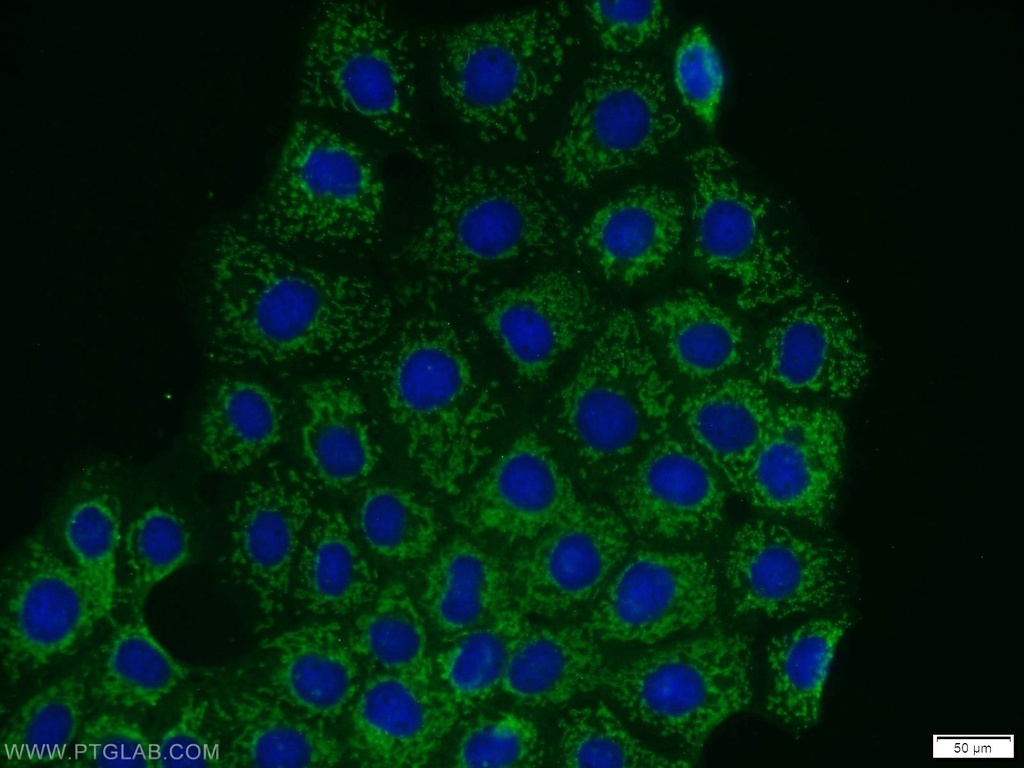 PHACTR4 Polyclonal antibody