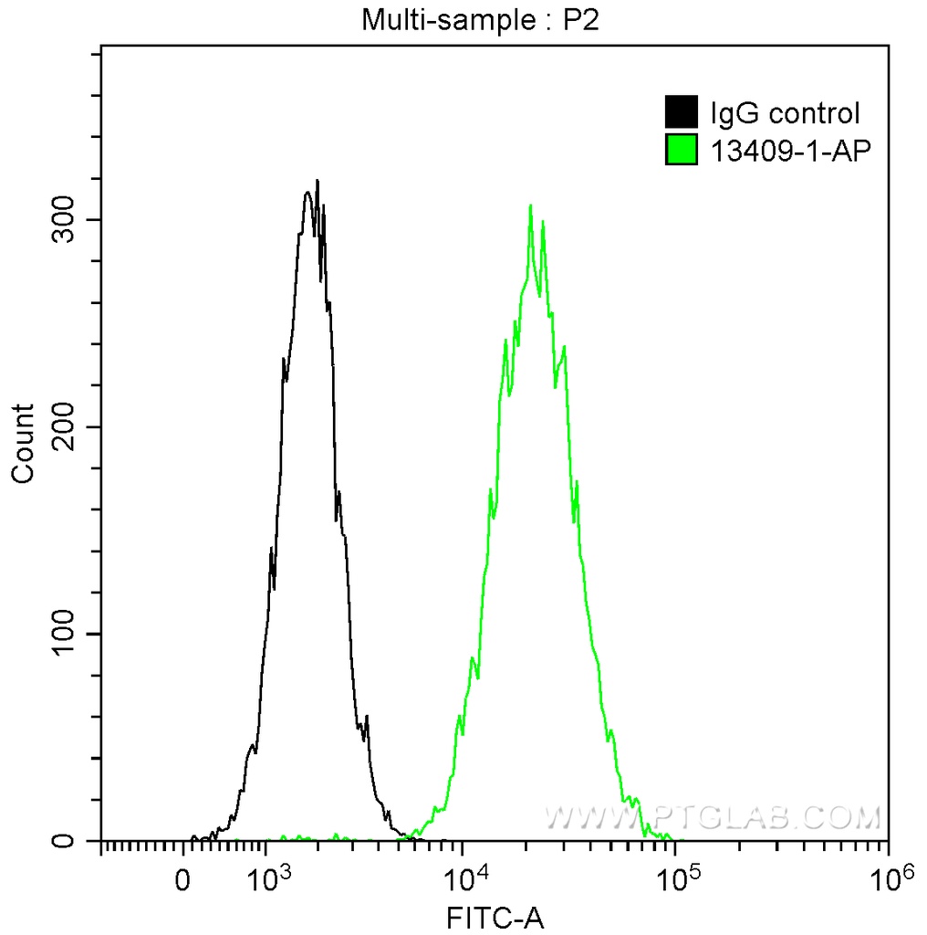 Occludin Polyclonal antibody