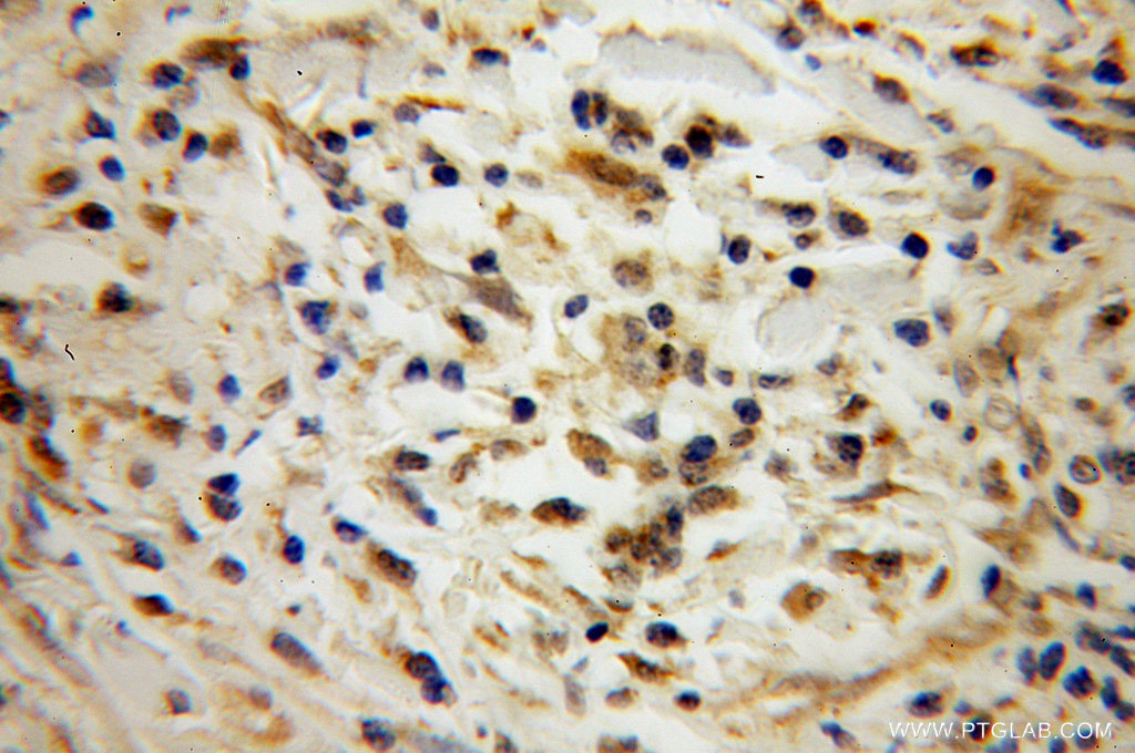 POLR2C Polyclonal antibody