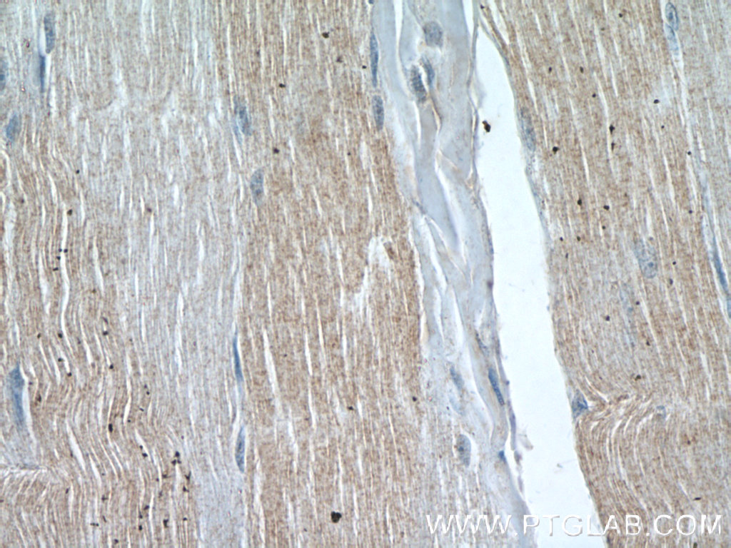 Twinkle Polyclonal antibody