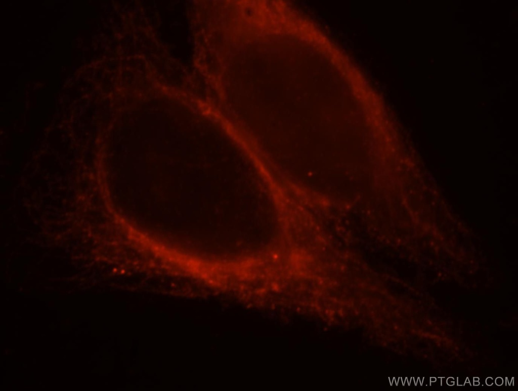 MAP7 Polyclonal antibody