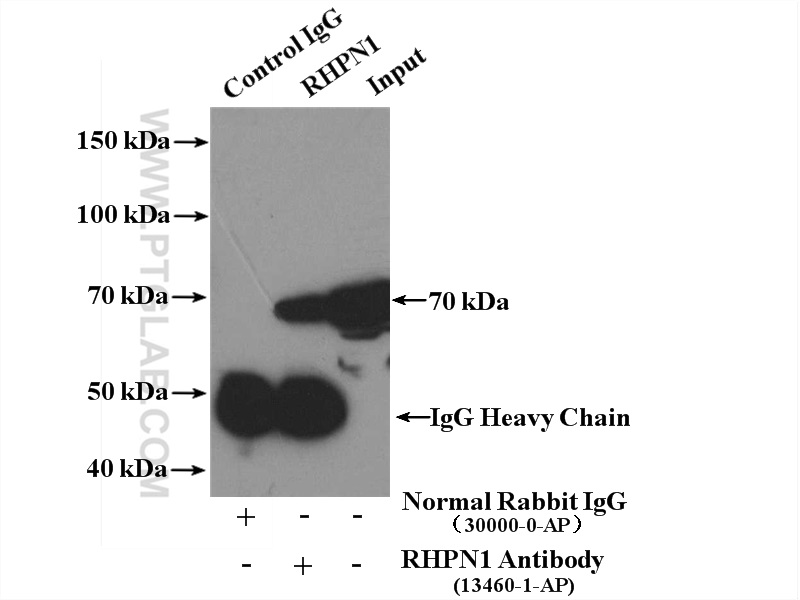 RHPN1 Polyclonal antibody