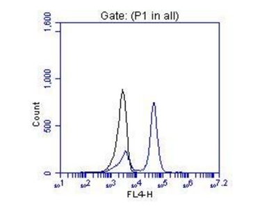 OTX2 Polyclonal antibody