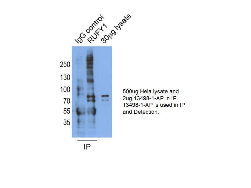 RUFY1 Polyclonal antibody