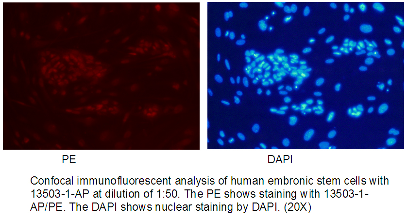 REX1 Polyclonal antibody