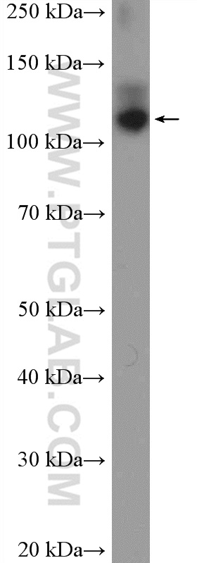 OXR1 Polyclonal antibody