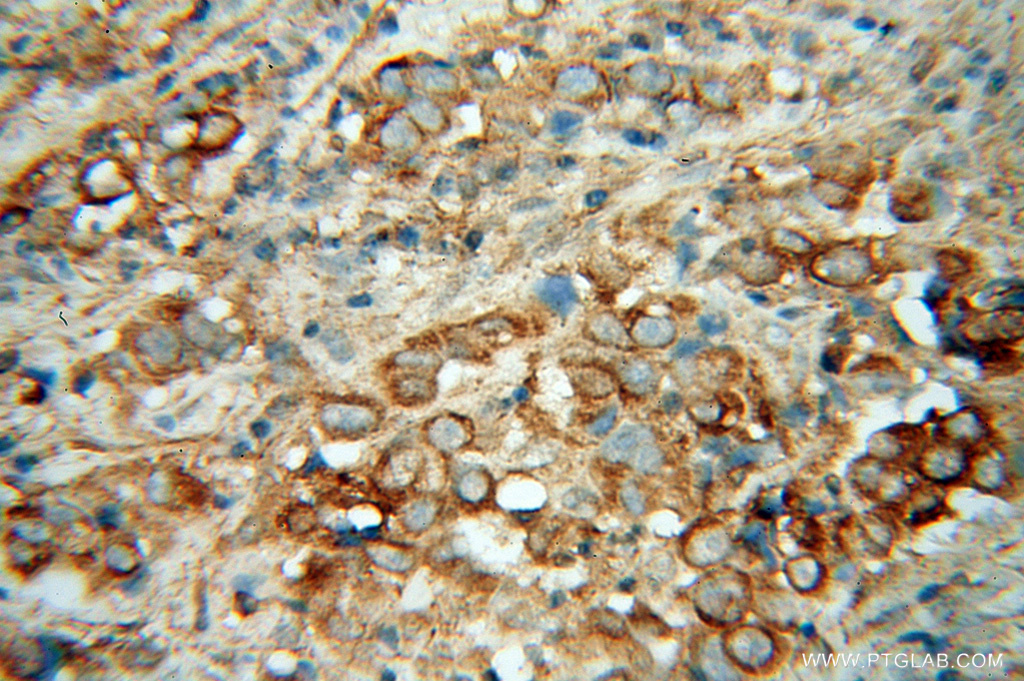 Cadherin-7 Polyclonal antibody