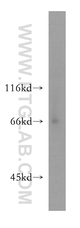 LSAMP Polyclonal antibody