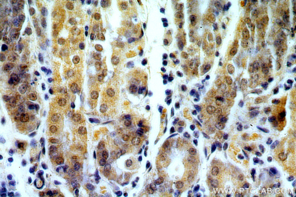 RASGEF1B Polyclonal antibody