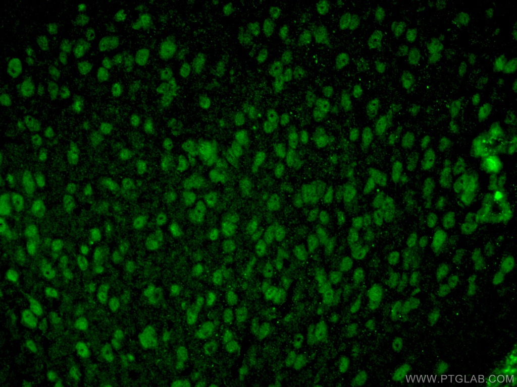 TTL Polyclonal antibody