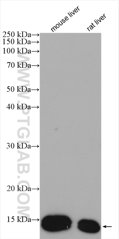 FABP1 Polyclonal antibody