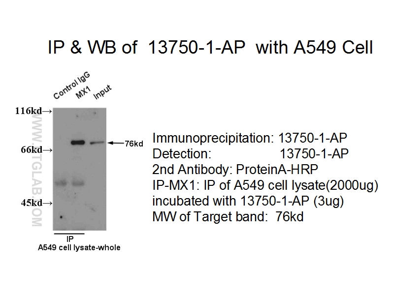 MX1 Polyclonal antibody