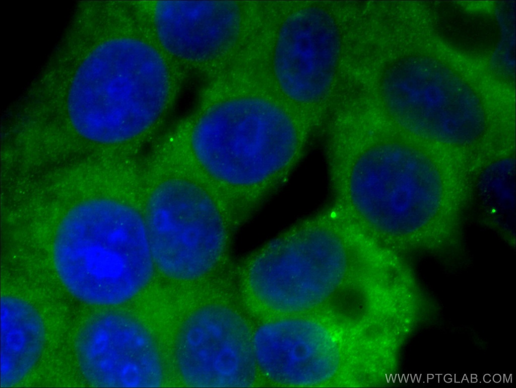 RAP2A Polyclonal antibody
