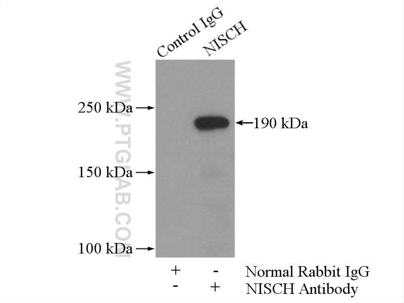 NISCH Polyclonal antibody