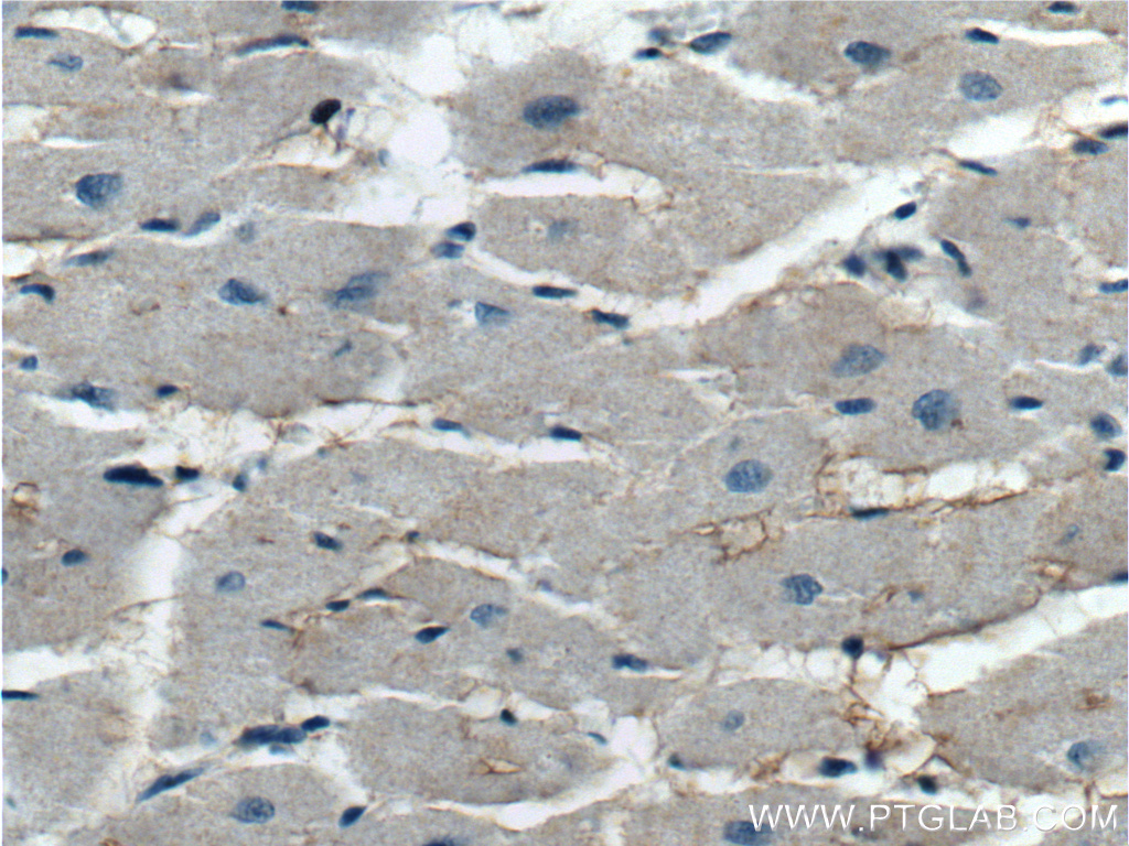 KCNE1L Polyclonal antibody