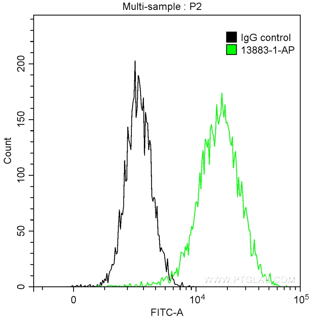 PKC Iota Polyclonal antibody