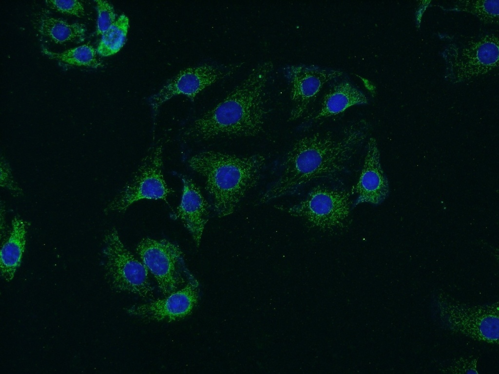 Synaptojanin 2 Polyclonal antibody