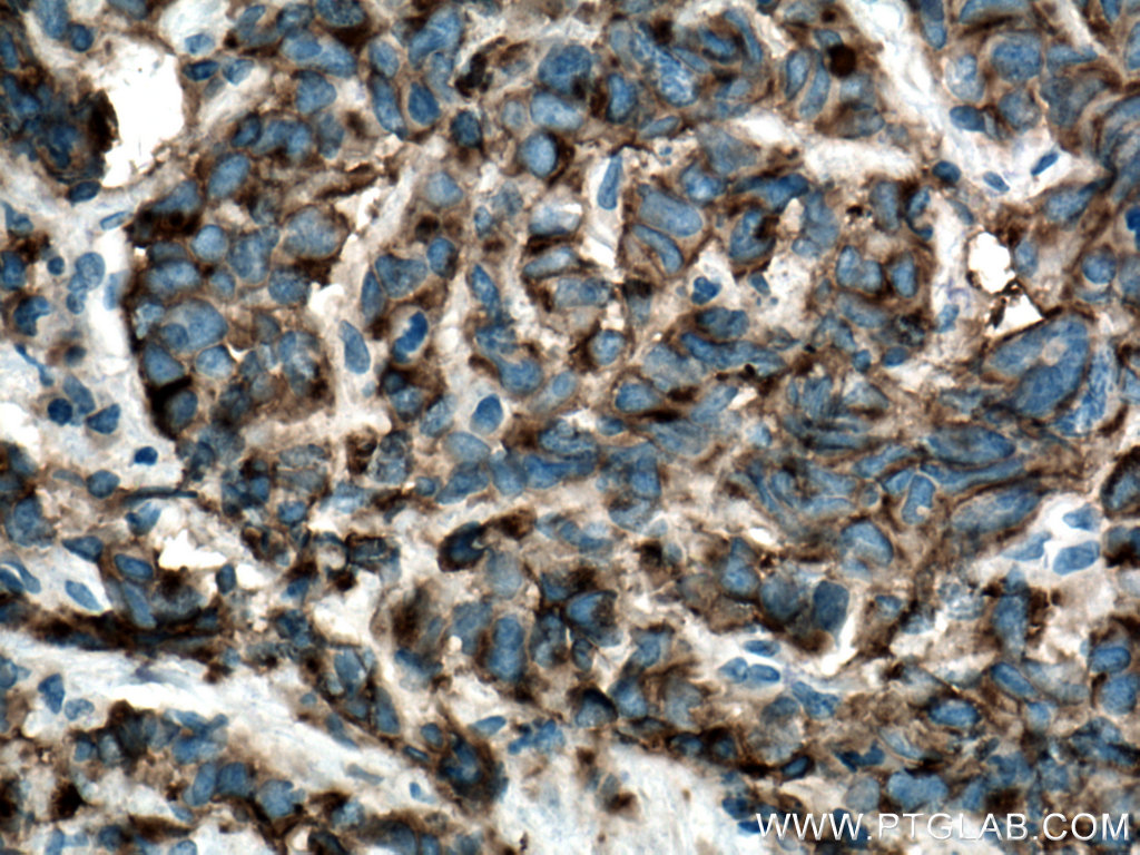 CA4 Polyclonal antibody