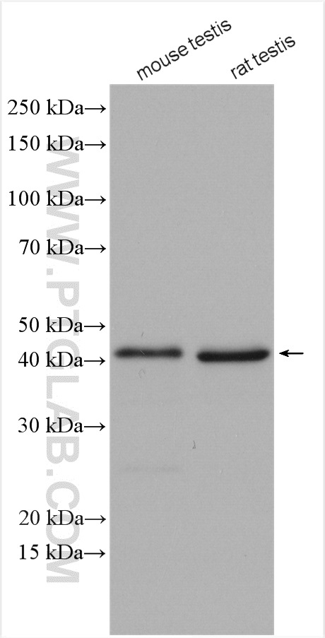 DDI1 Polyclonal antibody