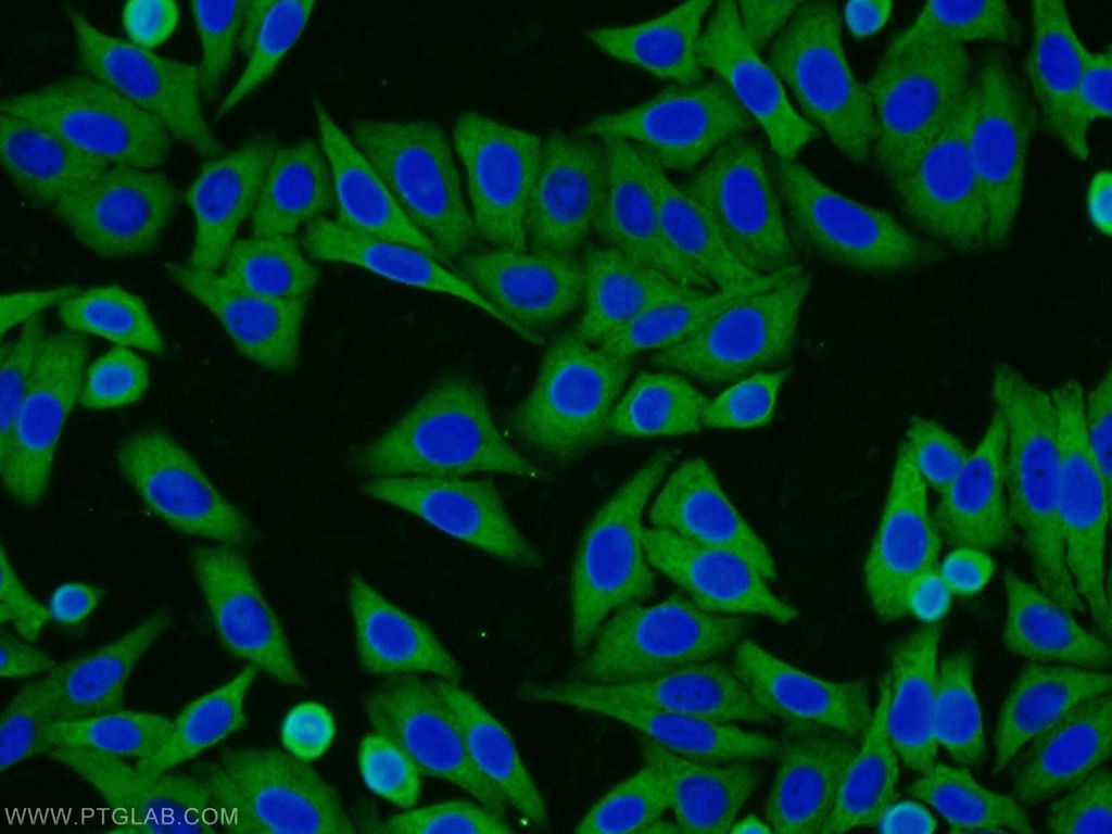 HSPA1L Polyclonal antibody