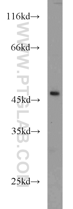 ANGPTL5 Polyclonal antibody