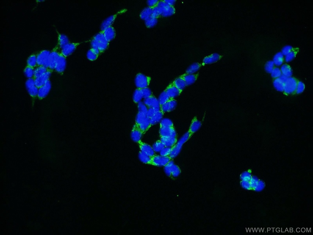 NEDD1 Polyclonal antibody