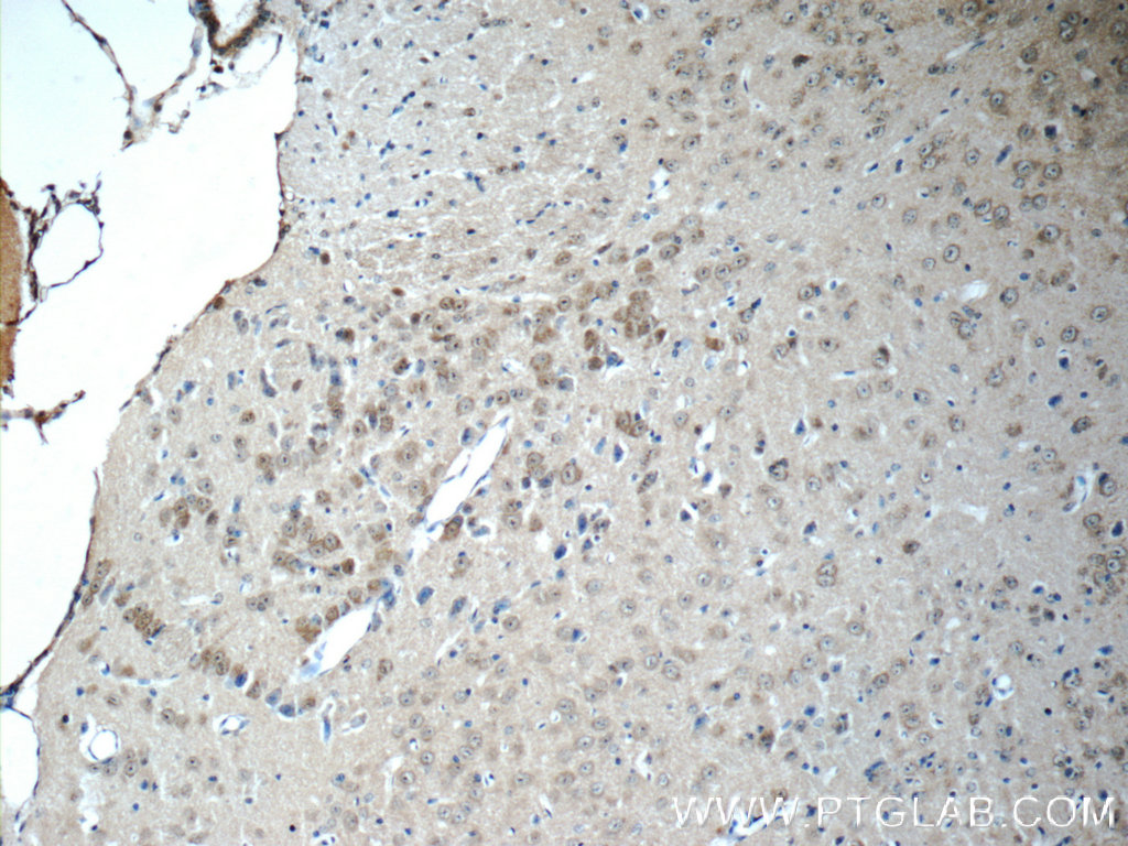 SCRG1 Polyclonal antibody