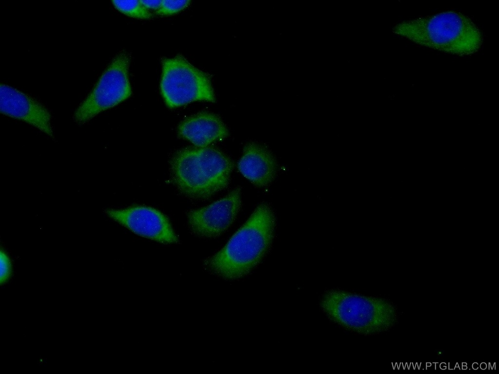 HVCN1 Polyclonal antibody