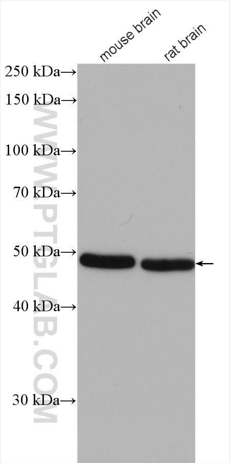 KCNJ14 Polyclonal antibody