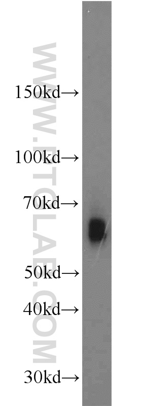 GFI1 Polyclonal antibody