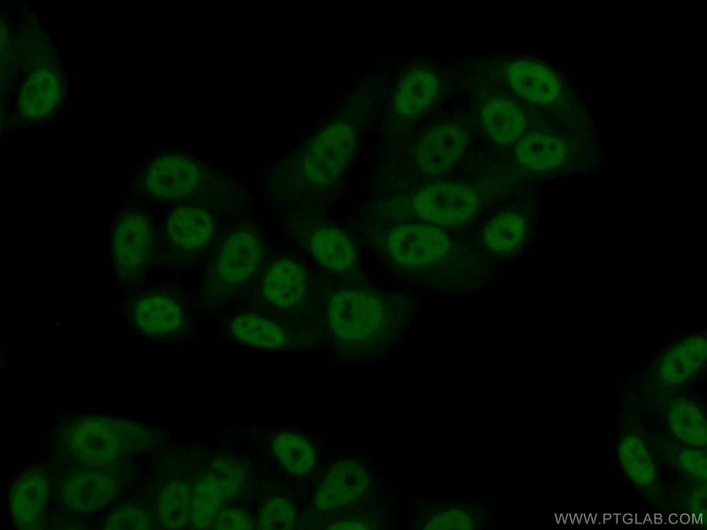 CSTF2T Polyclonal antibody
