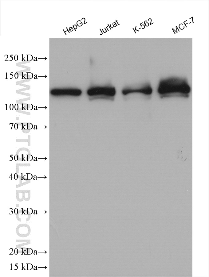 RABGAP1 Polyclonal antibody