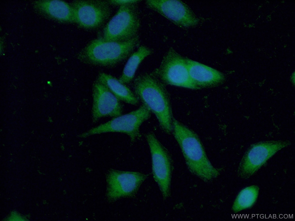STAU1 Polyclonal antibody