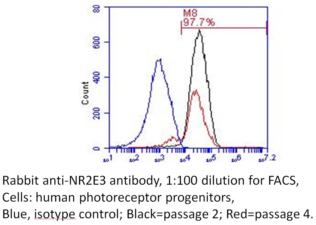 NR2E3 Polyclonal antibody
