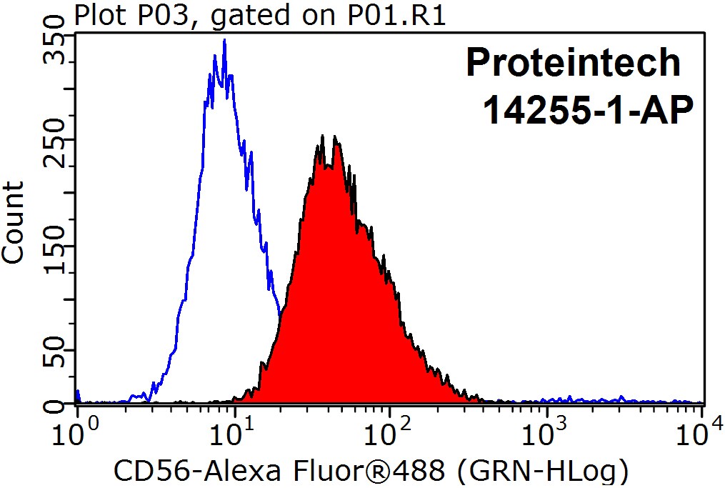 NCAM1/CD56 Polyclonal antibody