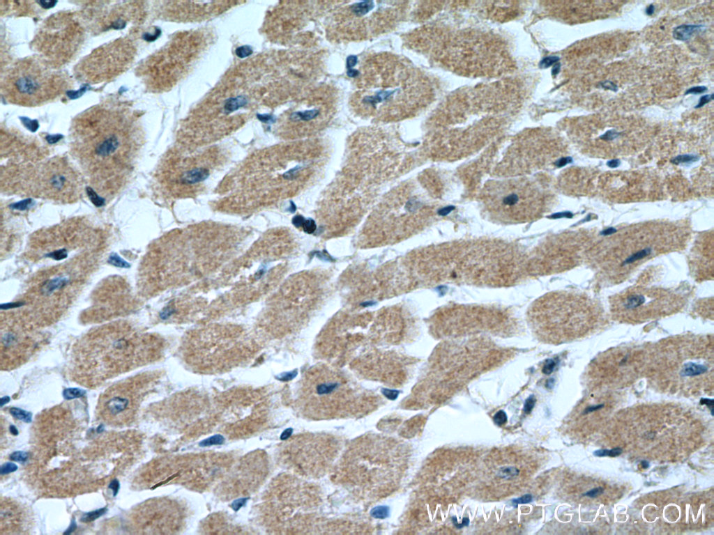 MTP18 Polyclonal antibody