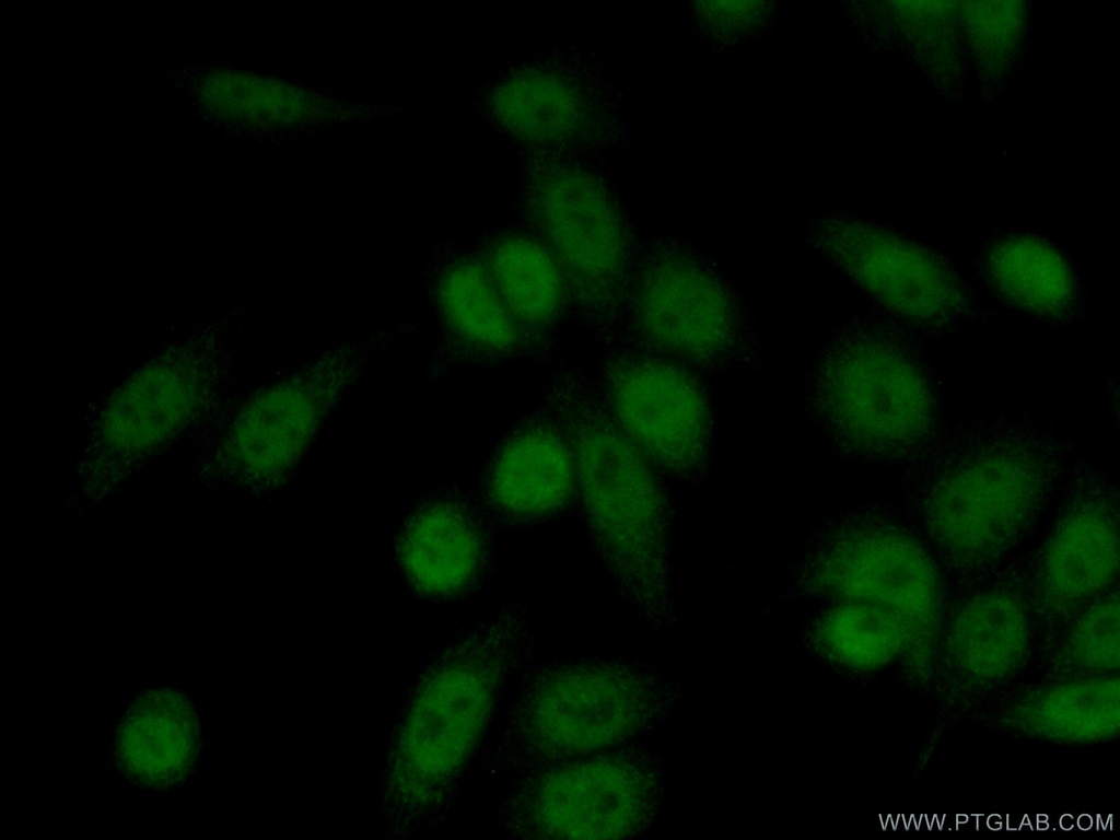 HLTF Polyclonal antibody