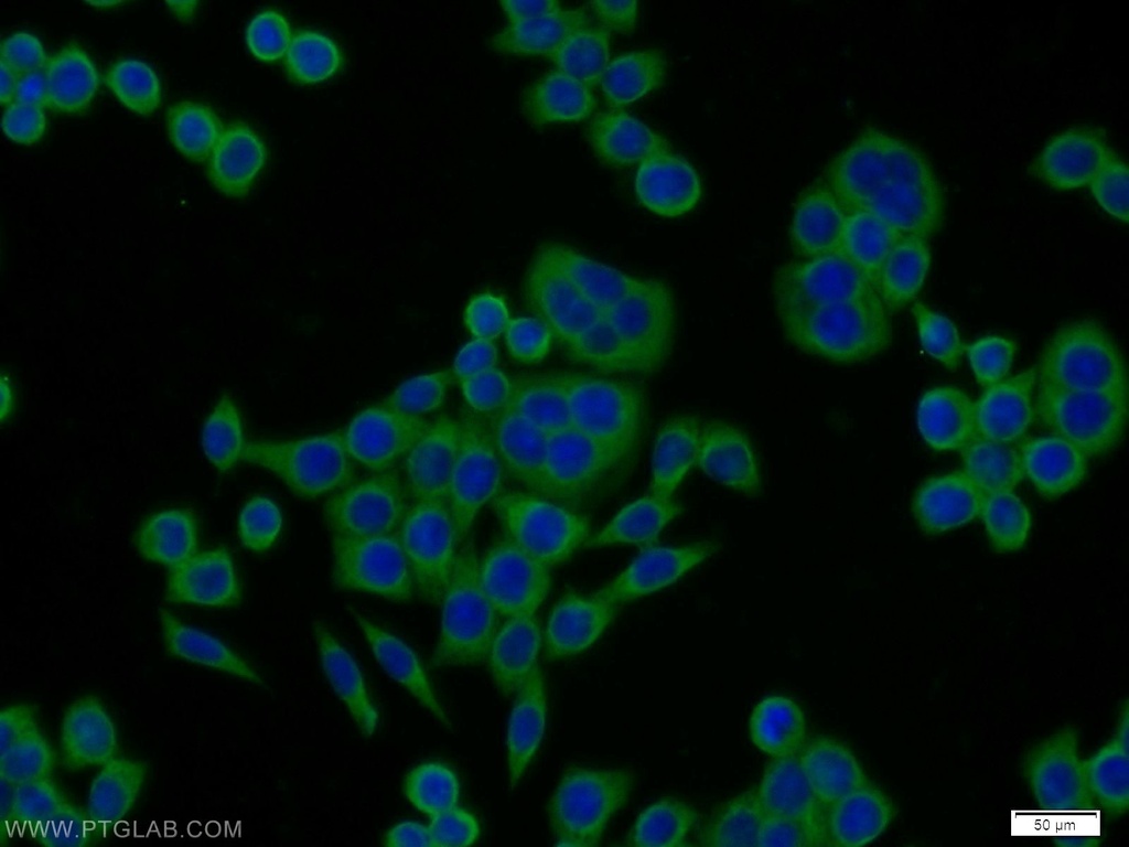 NOMO2 Polyclonal antibody