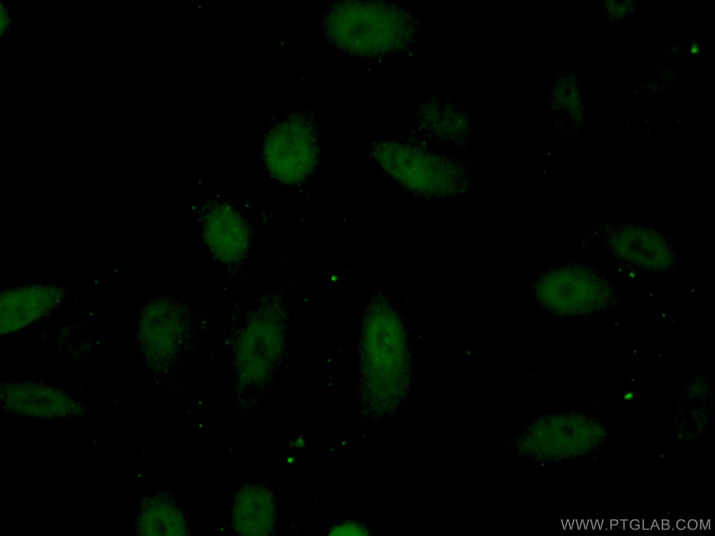 HLX Polyclonal antibody
