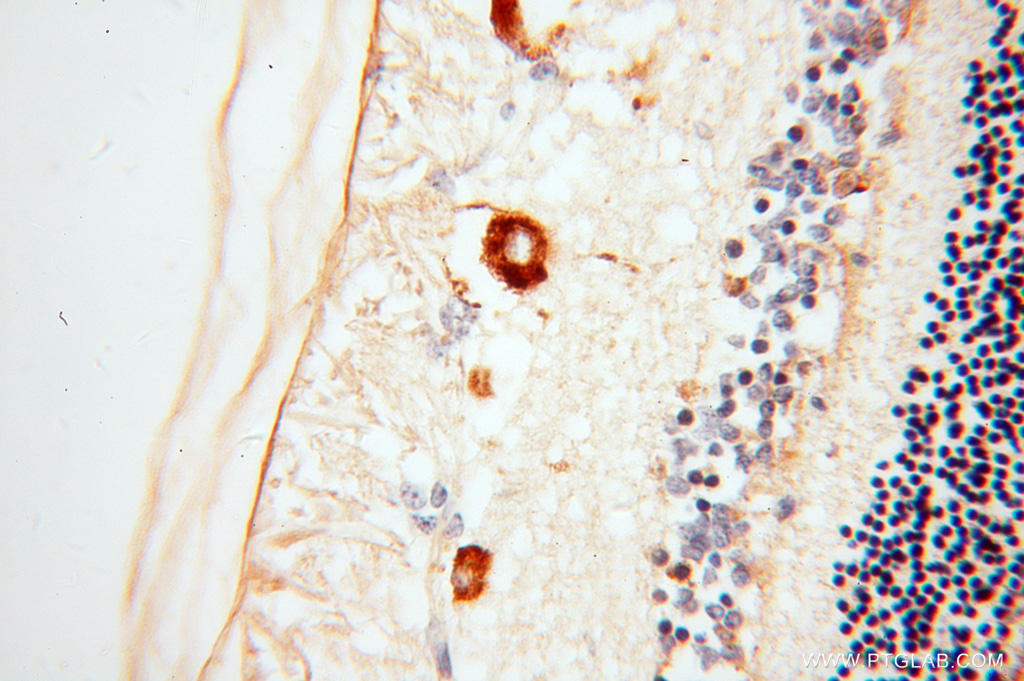 RBP3 Polyclonal antibody