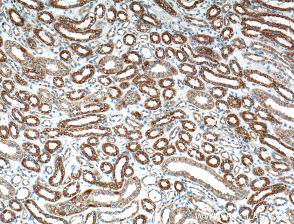 WNT4 Polyclonal antibody