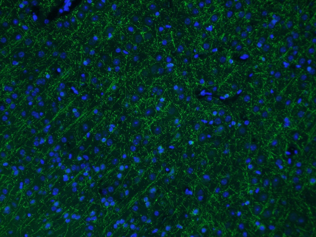 MAG Polyclonal antibody