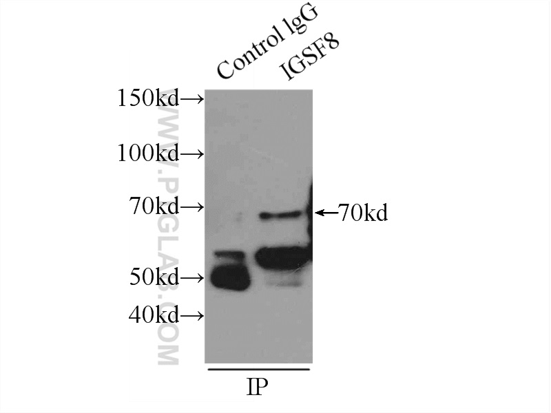 IGSF8 Polyclonal antibody