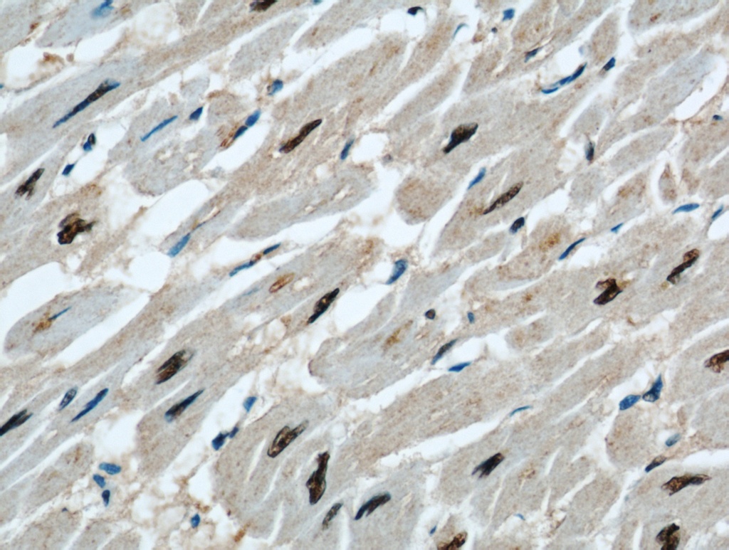 STK17A Polyclonal antibody