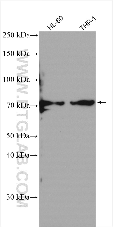 SIRP Alpha Polyclonal antibody