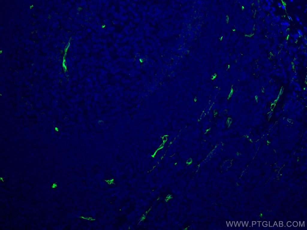 CD34 Polyclonal antibody