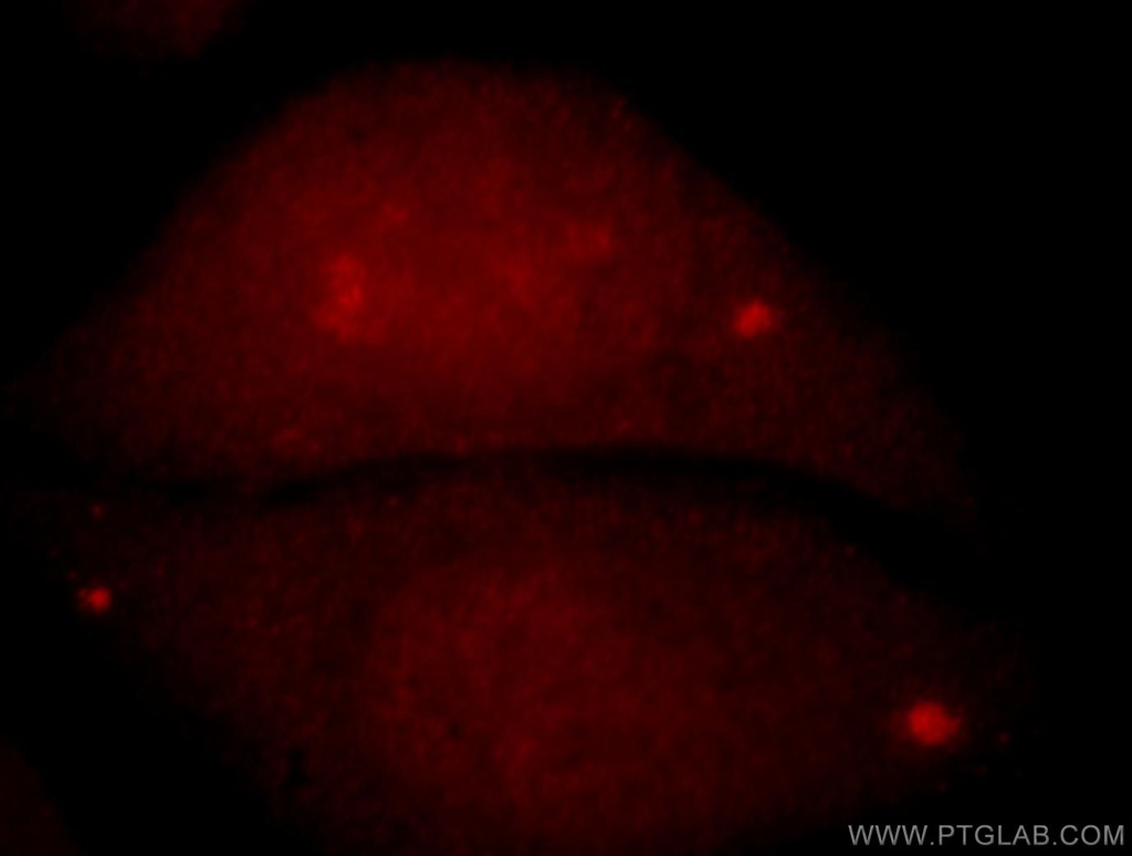 C9orf78 Polyclonal antibody