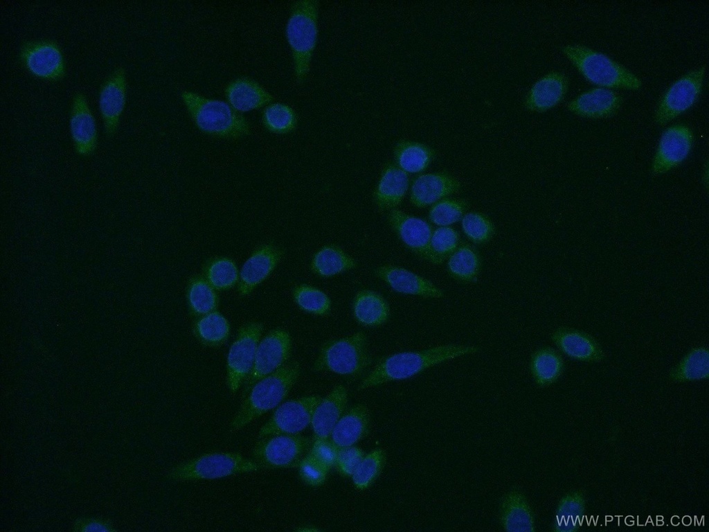 ENSA Polyclonal antibody