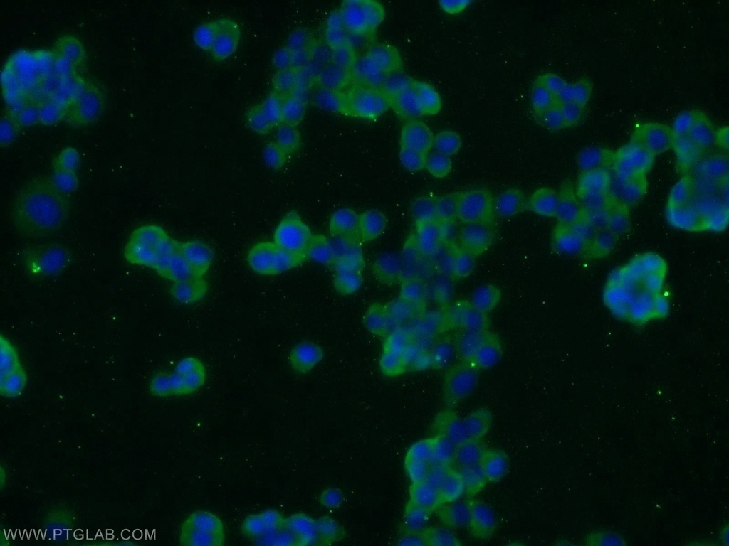 JIP1/IB-1 Polyclonal antibody
