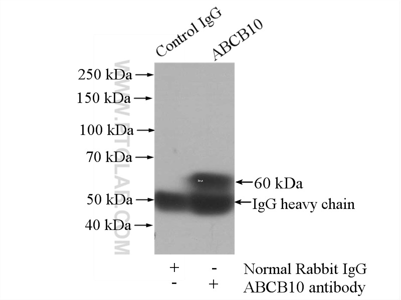 ABCB10 Polyclonal antibody